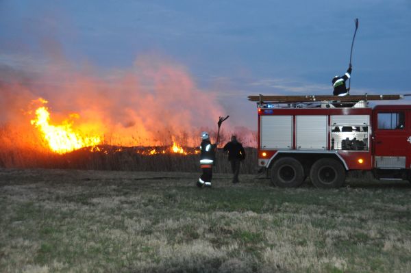 0093_Trawy2.jpg