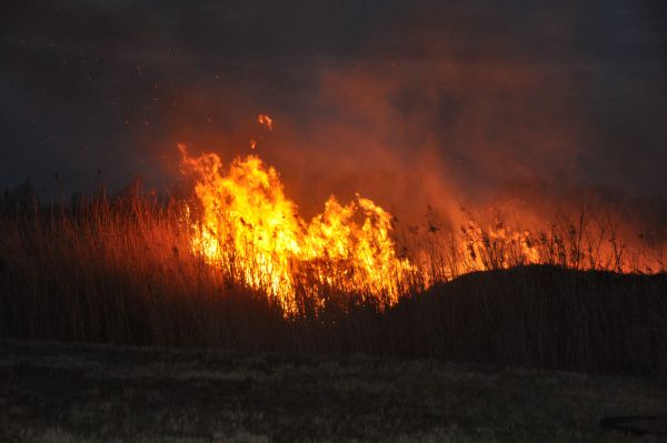 0093_Trawy3.jpg